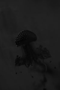 Phyllorhiza punctata